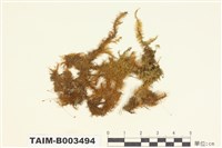 藏品(羽苔科 )的圖片